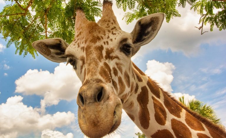 A giraffe at Bush Graden Tampa, Florida